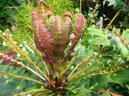 New growth on Mahonia
