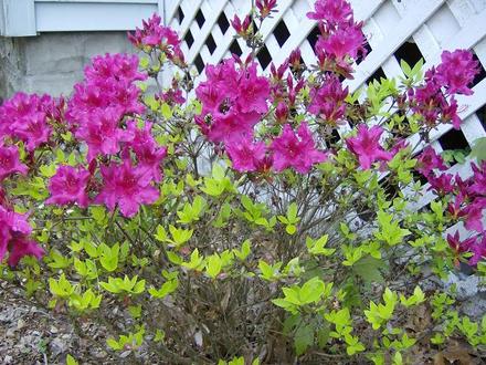 Azalea - Unknown