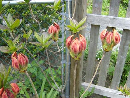 Azalea - Arneson Gem