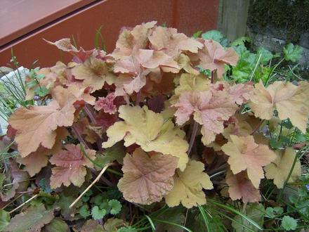 Heuchera