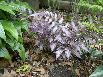 Japanese Painted fern
