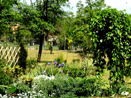 View from path near Mulberry bed looking towards lower garden and orchard.