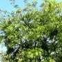 False Acacia (Robinia pseudoacacia (False acacia))