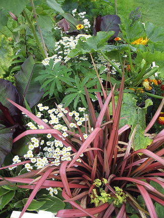 A garden flower photo