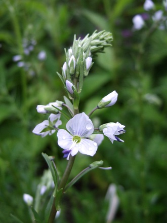 Veronica romana 'Blue Streak' (Veronica romana 'Blue Streak')