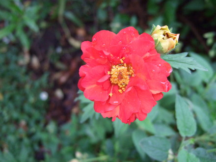 Geum Mrs J Bradshaw' (Geum 'Mrs J Bradshaw')