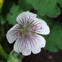 Geranium_renardii