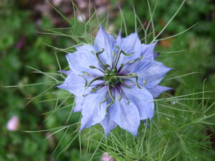 Nigella (Nigella damascena (Love-in-a-mist))