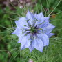 Nigella_1