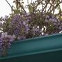 Wisteria2