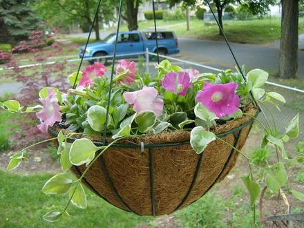 Hanging Basket