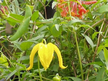 Clematis and Honey suckle (Clematis Orient and LonceraBrownii)