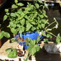 strawberries