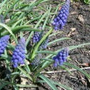 Grape_hyacinth