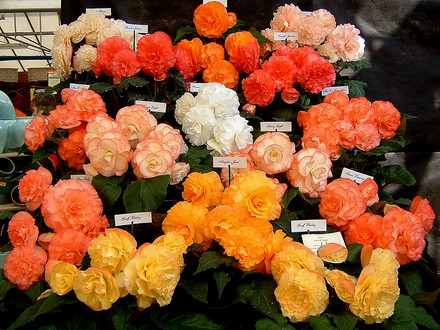 A display of tuberous begonias at our National show.