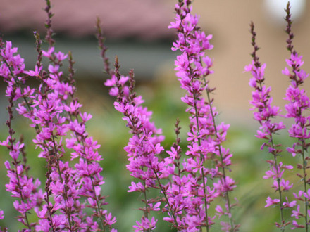 lythrum spears (Lythrum salicaria)