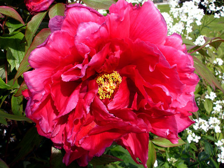 peonie_in_bright_pink.jpg