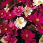 Cosmos