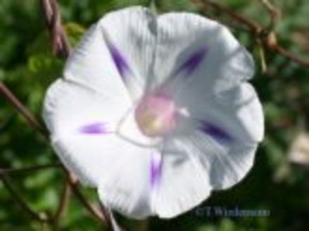 A garden flower photo
