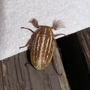Striped beetle