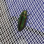 Iridescent beetle