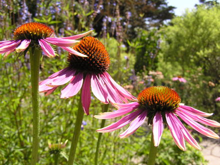 Cone Flowers