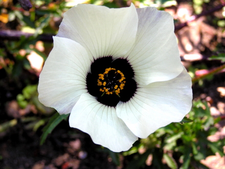 Venice Mallow (Hibiscus trionum)