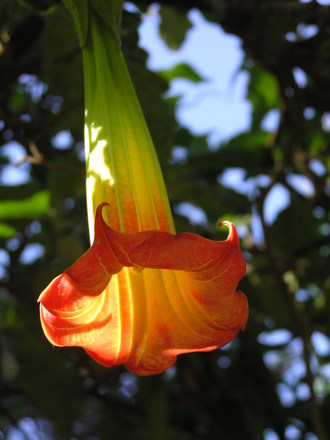 Trumpet flower