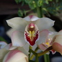 20080410_106