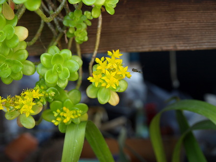 Succulent w/ insect