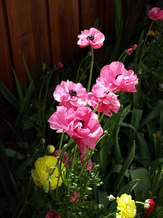 Shirley's Anemones
