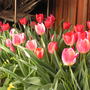 Flowerpics_024