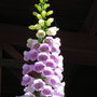 Pink_foxglove