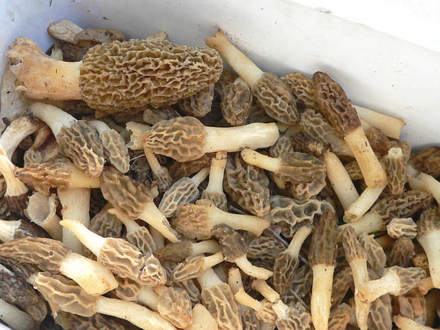 Morels anyone?