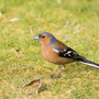 Bullfinch