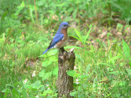 Male Bluebird