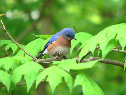 Male Bluebird Hunting