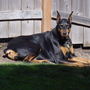 lazing in the sunshine