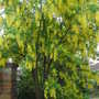 Laburnum x watereri