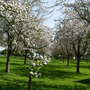 Spring Blossom