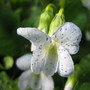 viola...dapples