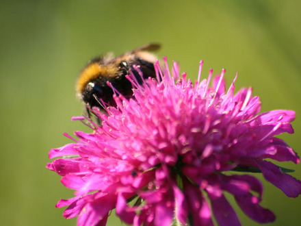bee.jpg