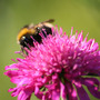 bee.jpg