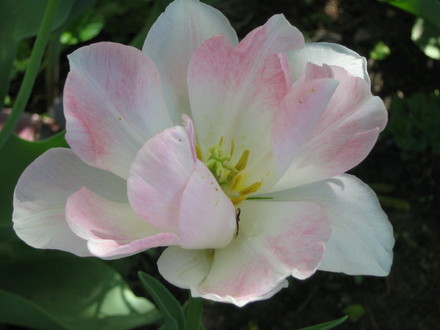 Tulip  
