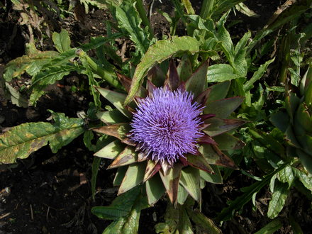Artichoke Flower