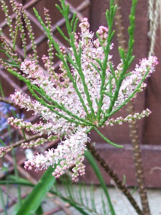 A garden flower photo (Tamarix aphylla (Tamarisk))