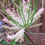 Tamarix aphylla (Tamarisk)