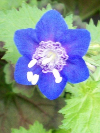 A garden flower photo (Phacelia viscida 'Tropical Surf')