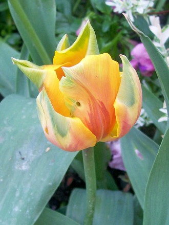 A garden flower photo (Tulipa)