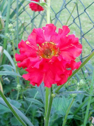A garden flower photo (Geum reptans)